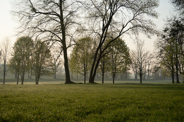 Fototapeta na wymiar the trunks of the trees in the urban Park in the morning
