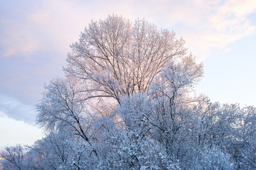 picturesque view of snow covered tree branches on winter sky background 