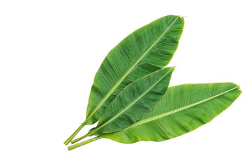 Obraz premium Banana leaves isolated over white