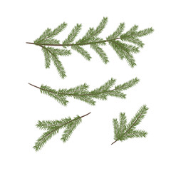 Vector Christmas tree branches. Vector set of Christmas tree bra