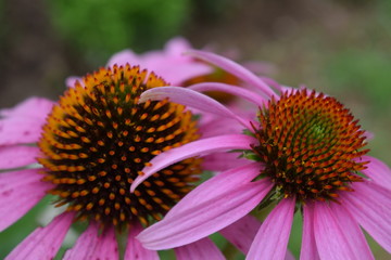 Beautiful Spring Coneflowers