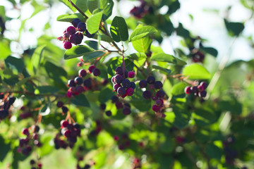 sweet ripe shadberry on a branch close up in the garden