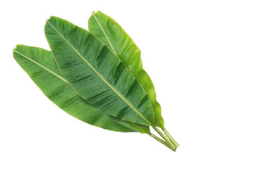 Obraz premium Banana leaves isolated over white background