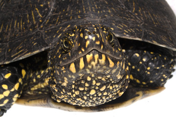 Naklejka premium turtle isolated on white background