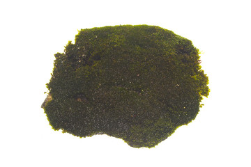 moss isolated on white background