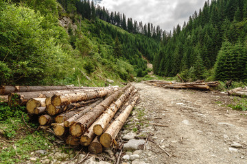 Deforestation in pine forests