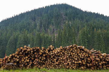 Deforestation in pine forests