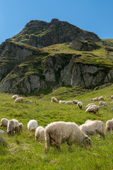 Fototapeta premium Sheep on the mountain