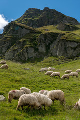 Fototapeta premium Sheep on the mountain