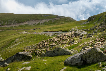 Fototapeta na wymiar Sheep on the mountain