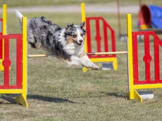 Dog agility in action on an outdoor track. Sunny summer day, green grass field.