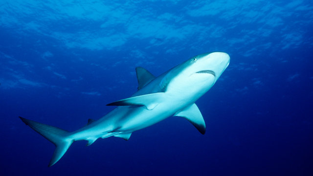 Gray Reef Shark