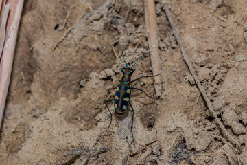 Tiger Beetle , Close-up on Tiger beetle , 