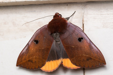 Macro image moth of Sabah, Borneo