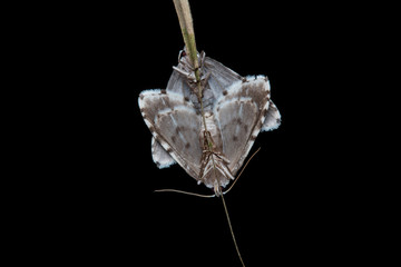 Mating Moth in branch at Sabah, Borneo