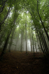 Foggy forest