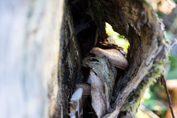 forest tree trunk close up abstract view