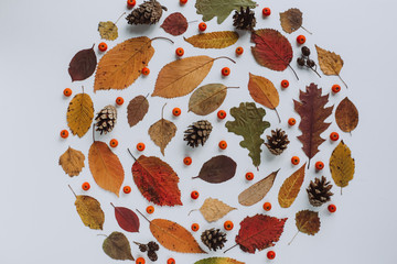 autumn fall flat lay, top view creative pattern arrangement.
