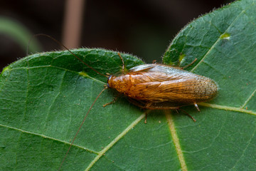 Close-up Nature jungle cockroach