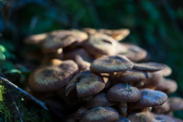 mushrooms in forest with partial shadow