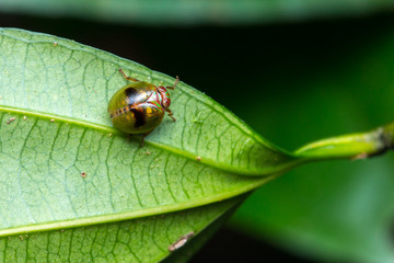 beautiful beetle on green leaf