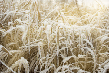 Dry grass is covered with snow frost on a cold winter day. The concept of the winter dawn.