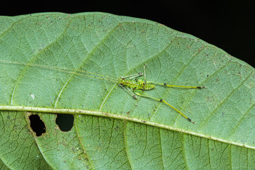 Small Katydid on green leaf at Borneo