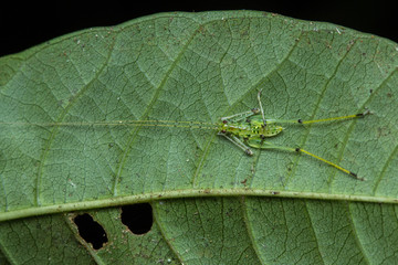 Small Katydid on green leaf at Borneo
