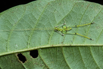 Small Katydid on green leaf at Borneo