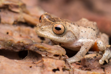 Cuter Frog of Borneo