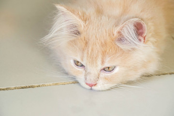 close up cute young Persian cat with sleepy and bored face lying on the floor