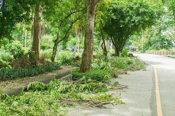 Fototapeta na wymiar cut tree branches on the walkway in the green park