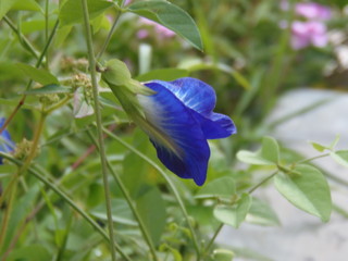 Blue flower