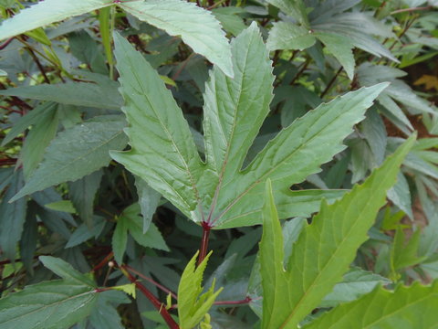 Plant