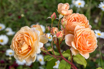 Blooming yellow orange English roses in the garden on a sunny day. David Austin 'Charles Austin'...