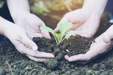 Couple hands are planting green small green vegetable holding black well organic soil - people and environment protection concept