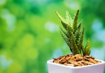Succulent plant close-up, fresh leaves detail of Aloe juvenna – Tiger Tooth Aloe