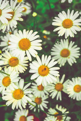 Chamomile flowers of medical chamomilles for alternative medicine