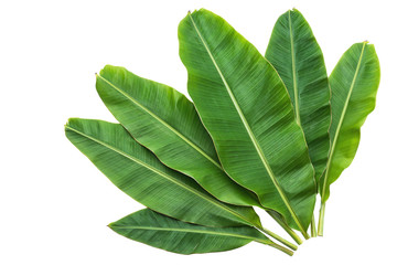 Obraz premium Banana leaves isolated over white background
