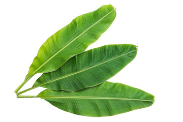 Banana leaves isolated over white. Photo includes three CLIPPING PATH