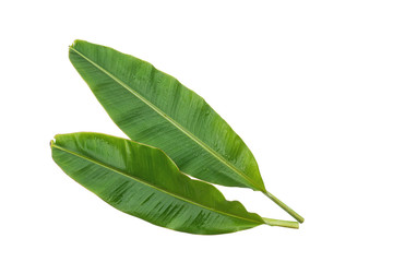 Banana leaves isolated over white background