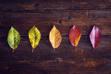 Collection of autumn leaves