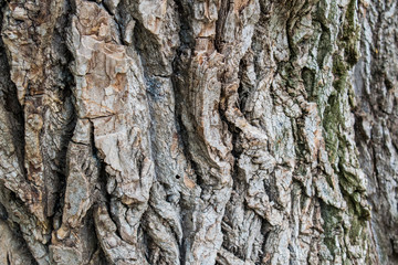 Natural background, brown textured bark, alive and growing, natural and natural curves and...
