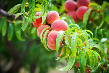 Peach tree with fruits growing in the garden. Peach orchard.