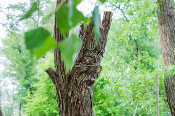Bark of trees, trunks abandoned from old trees in the forest among green vegetation. Natural and natural forms. Trunks logs, timber.