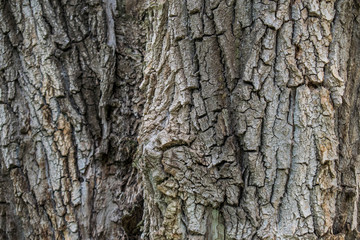 Fototapeta premium Natural background, brown textured bark, alive and growing, natural and natural curves and patterns. Trunks logs, timber.