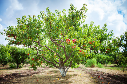 Peach tree with fruits growing in the garden. Peach orchard.