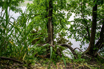 Bark of trees, trunks abandoned from old trees in the forest among green vegetation. Natural and natural forms. Trunks logs, timber.