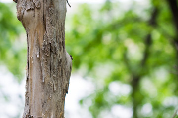 Obraz premium Natural background, brown textured bark, alive and growing, natural and natural curves and patterns. Trunks logs, timber.