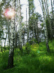 Birch Grove. Through the trunks of the trees break through the rays of the bright sun.Vertical orientation.